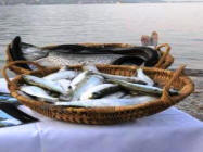 Pesce del Lago di Garda