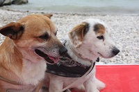 Spiagge per cani sul Lago di Garda