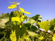 foto_lago_garda_natura