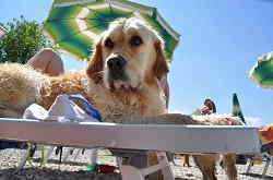 Spiaggia per cani a manerba
