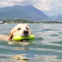 Spiaggia per cani a manerba