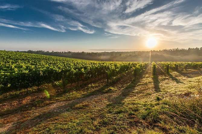 Passeggiata tra i vigneti sulle colline di Bardolino