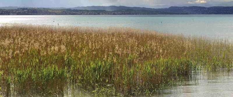 Un angolo di pace nella natura dell'Oasi di San Francesco di Desenzano del Garda (BS)