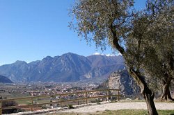 Olio del Garda Dop Trento