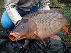 Pesce del Garda: Carpa