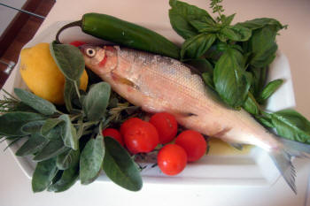 Pesce del Lago di Garda