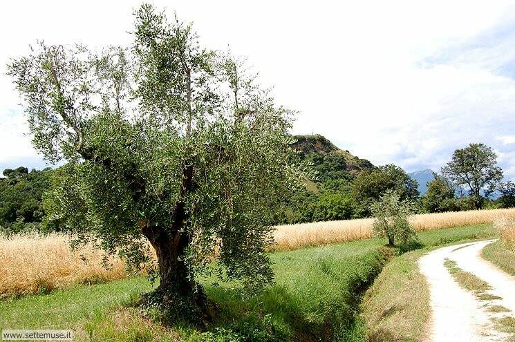 Foto Sentiero Rocca di Manerba