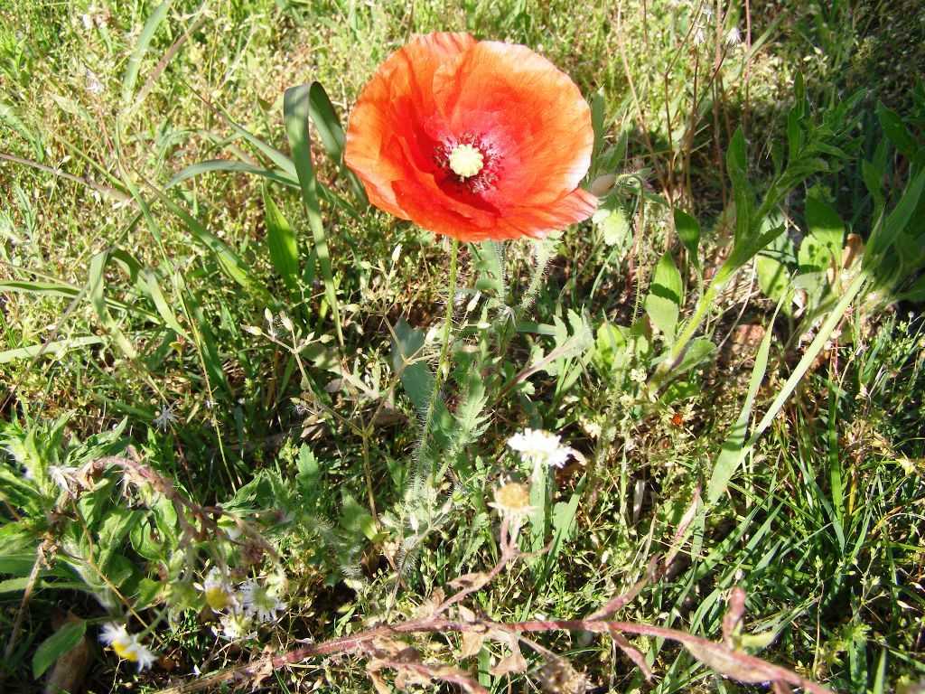 foto_lago_garda_natura