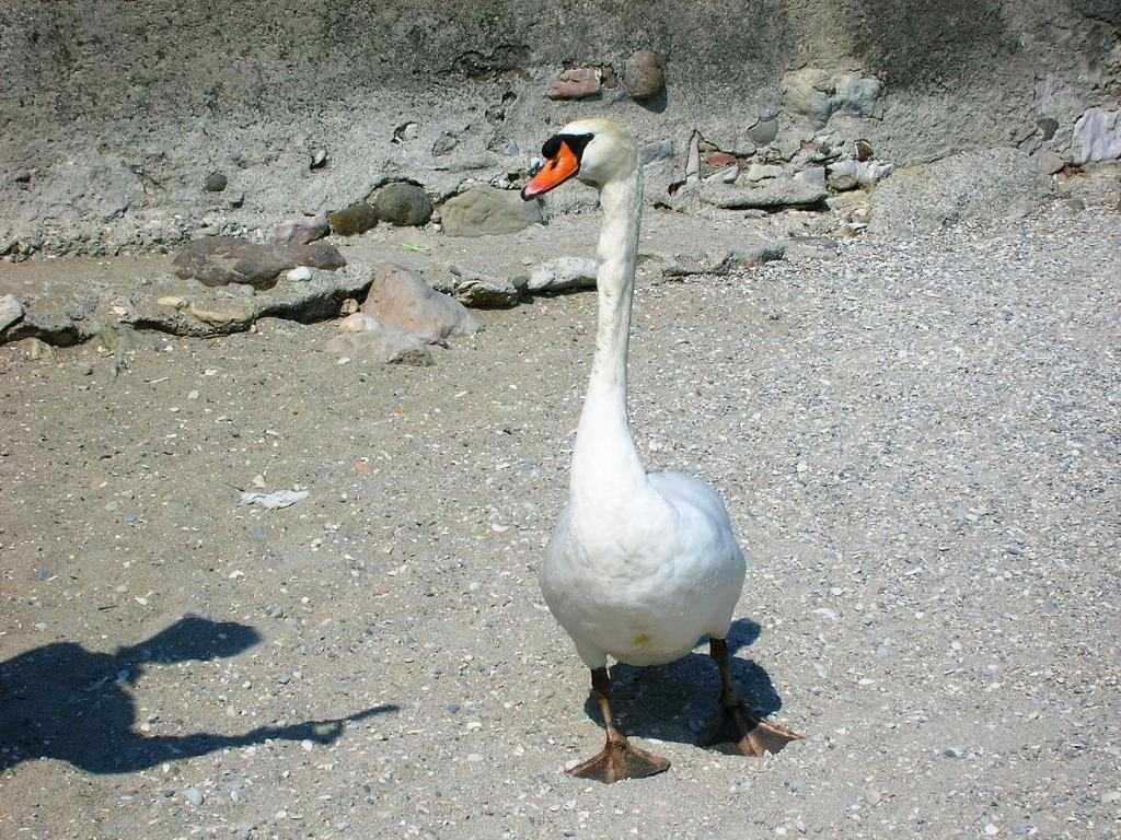 Foto lago di garda