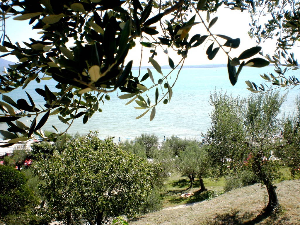 Uliveti dal Lago di Garda