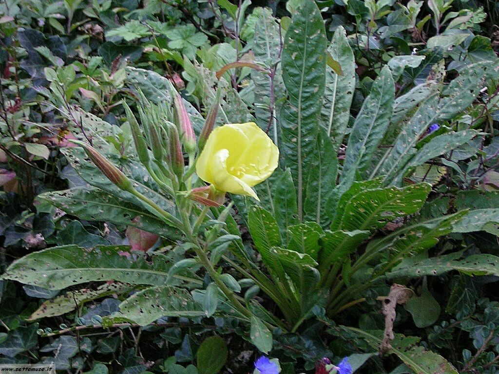 Giardini Hruska di Gardone Riviera