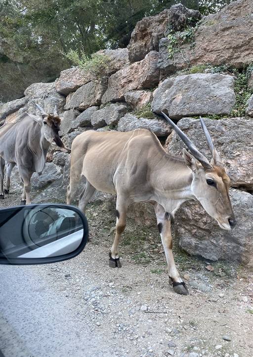 Natura Viva Bussolengo