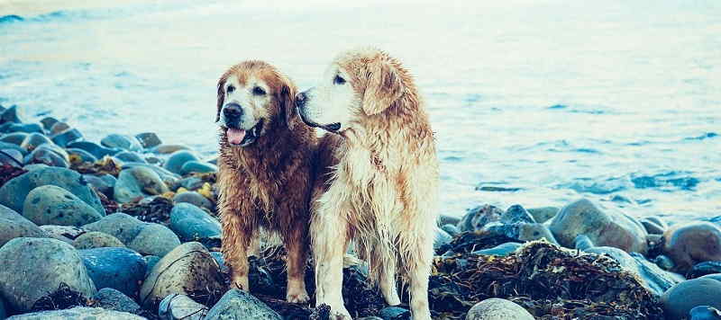 Toscolano Maderno: dove poter portare il cane in spiaggia