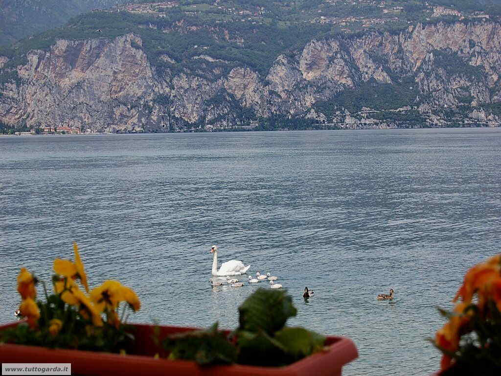 Cassone (VR)  lago di Garda orientale