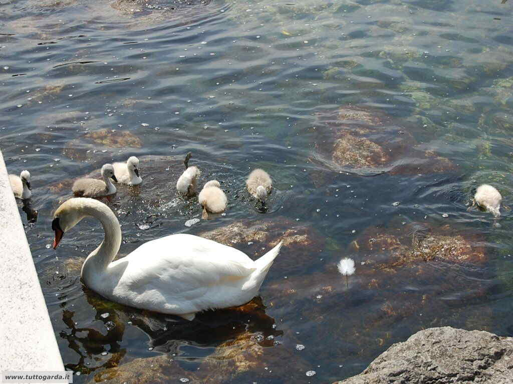 Cigni a Cassone (VR)  lago di Garda orientale