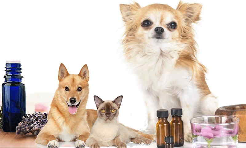 Cure naturali per cani e gatti usando l'aromaterapia - tuttogarda.it