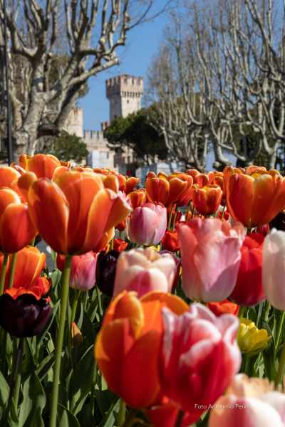 Tulipani a Sirmione (foto Antonello Perin)